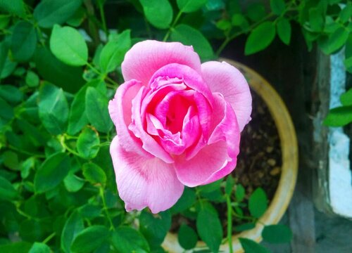 玫瑰花好养活吗