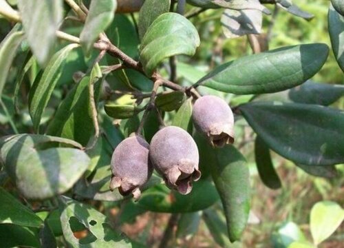 捻子什么时候成熟