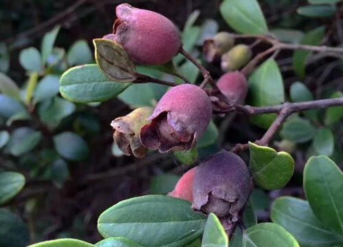 捻子什么时候成熟