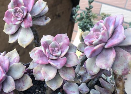 4月份怎么养护多肉茂盛