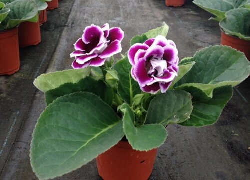 大岩桐种球怎么保存