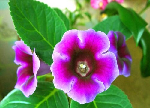 大岩桐种球怎么保存