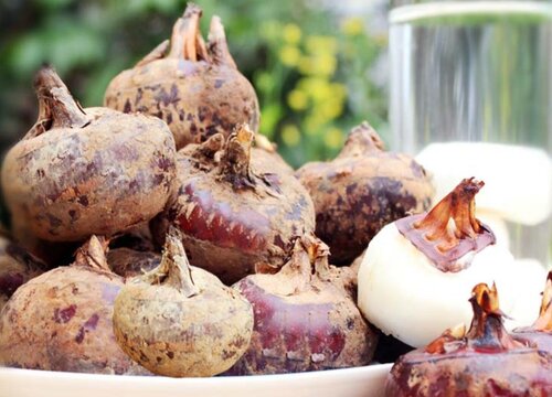 马蹄和什么不能一起吃