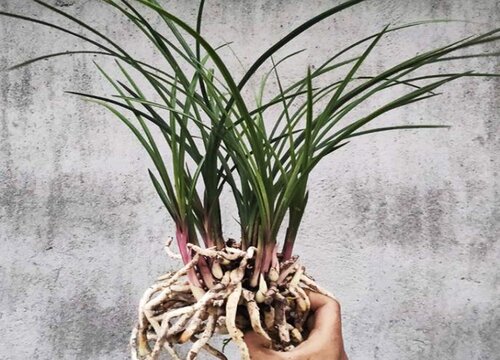 兰花什么时候分盆合适