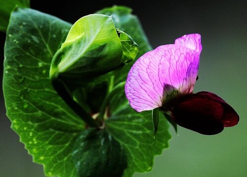 豌豆什么时候开花