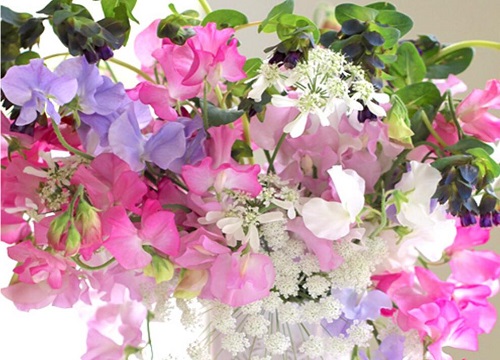 豌豆什么时候开花