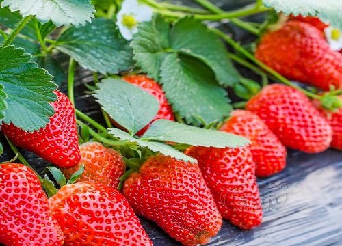 春季怎么养草莓花苞呼呼冒