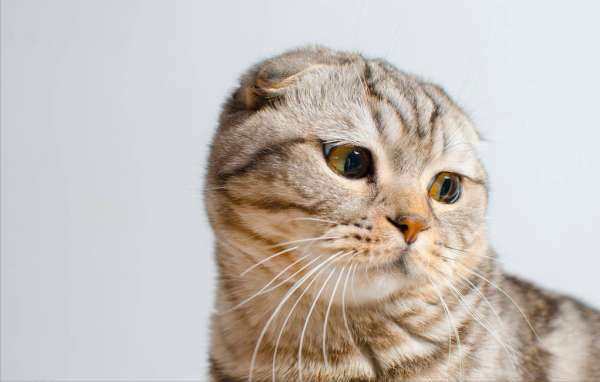 卷耳猫为什么不能养