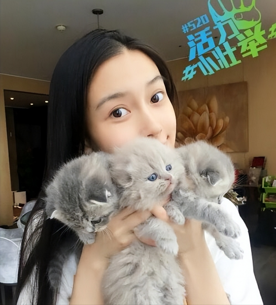 卷耳猫为什么不能养