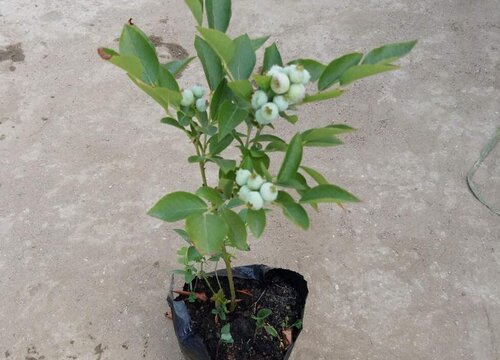 蓝莓适合什么土壤种植