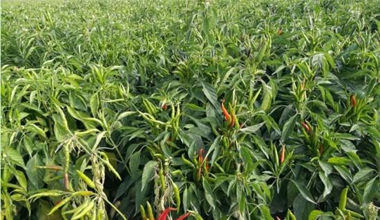 辣椒淹水后塌叶还能活吗