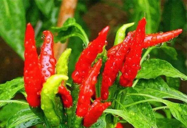 辣椒淹水后塌叶还能活吗