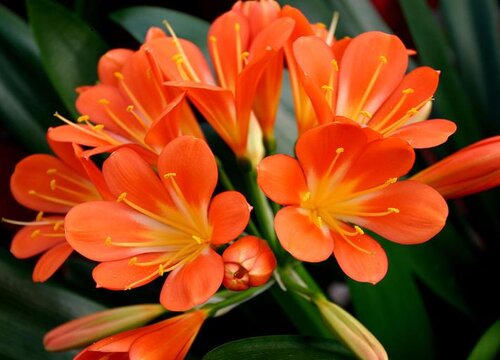 君子兰小苗的养护方法有哪些