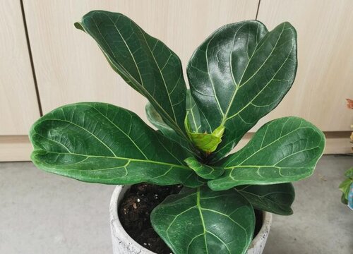 琴叶榕炭疽病的发病原因与治疗方法