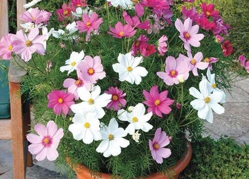 波斯菊播种后多久开花