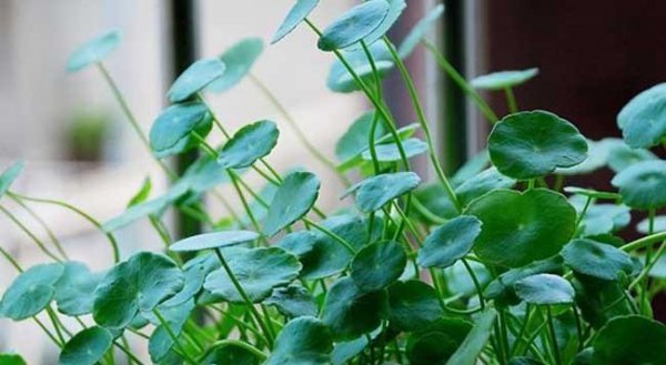 铜钱草可以放在卧室吗