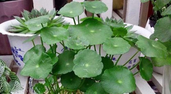 铜钱草可以放在卧室吗