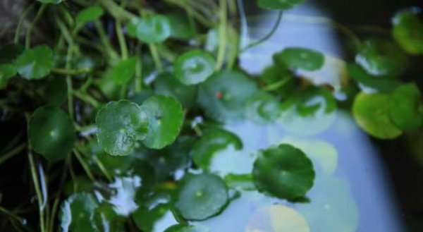 铜钱草可以放在卧室吗