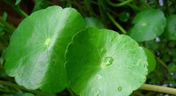 铜钱草可以放在卧室吗