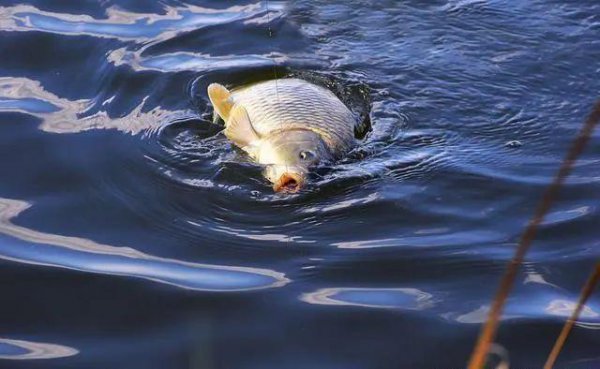 鱼竿的调性是什么意思