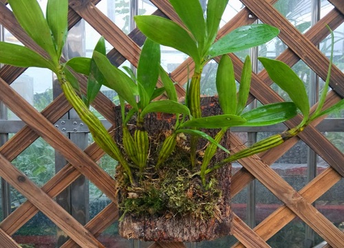 石斛烂根的原因以及解决方法