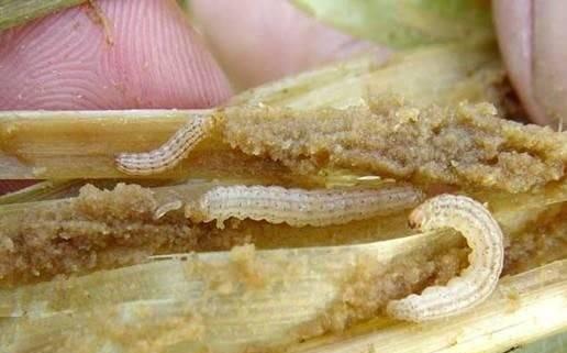 水稻卷叶虫钻心虫用什么农药