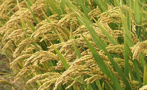 水稻卷叶虫钻心虫用什么农药