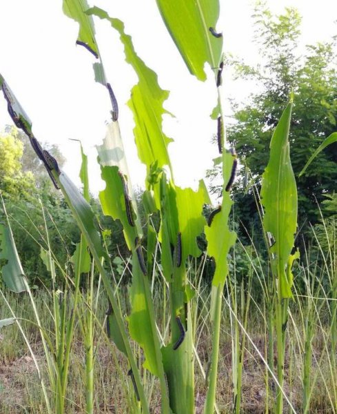 水稻卷叶虫钻心虫用什么农药