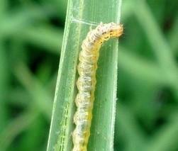 水稻卷叶虫钻心虫用什么农药