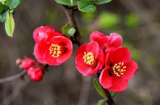 海棠树什么时候开花