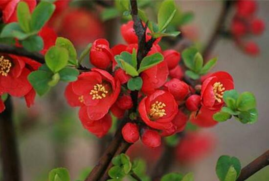 海棠树什么时候开花