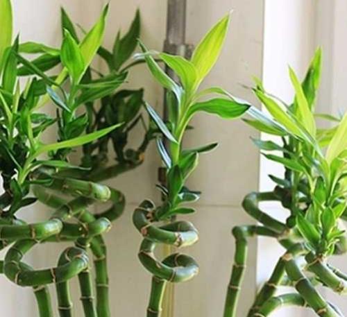 转运竹杆发黄了怎么办