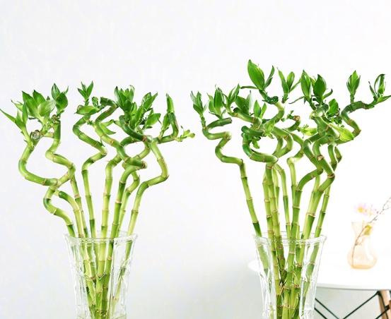 转运竹杆发黄了怎么办