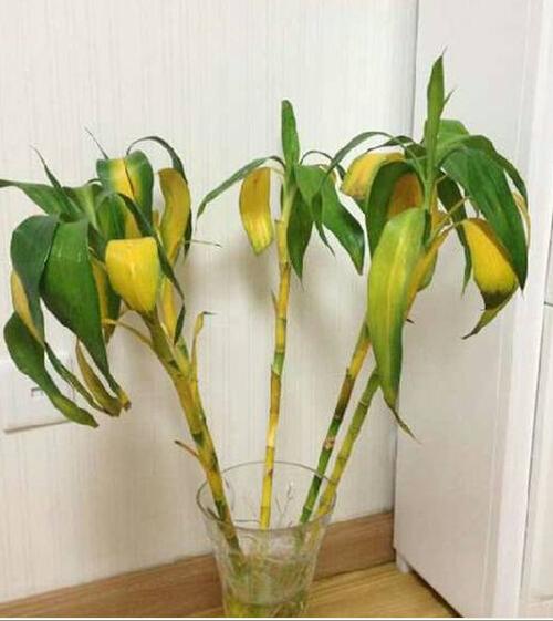 转运竹杆发黄了怎么办