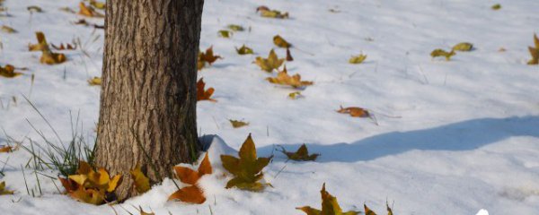新鲜叶子永久保存方法