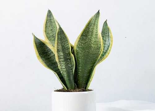 屋里放什么植物风水好