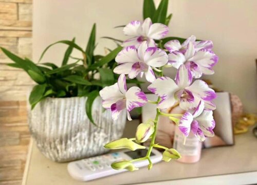 屋里放什么植物风水好