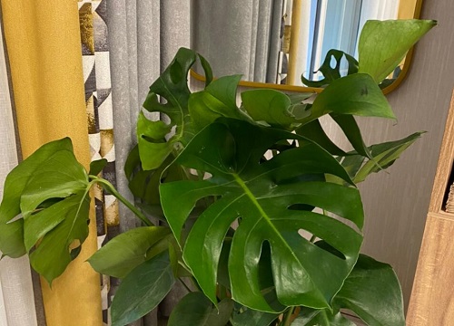 屋里放什么植物风水好