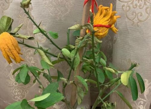 屋里放什么植物风水好