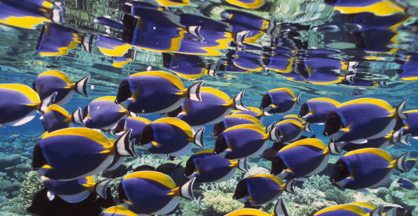 太平洋相当于几个中国那么大