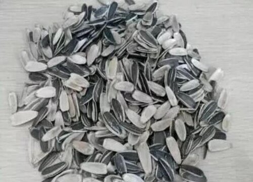 瓜子壳可以当肥料放花盆里吗