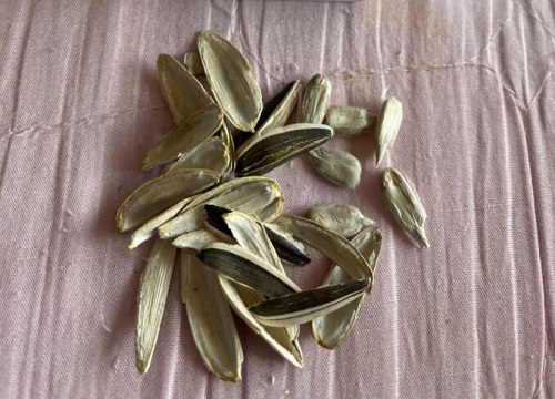 瓜子壳可以当肥料放花盆里吗