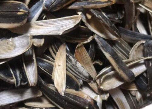 瓜子壳可以当肥料放花盆里吗