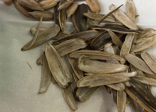 瓜子壳可以当肥料放花盆里吗