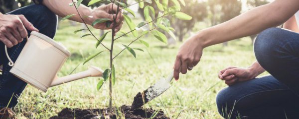 榕树在家种植方法