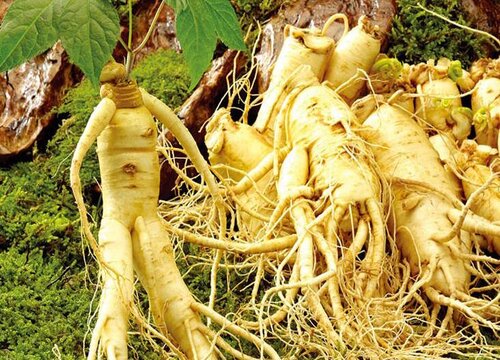 花旗参和西洋参的区别