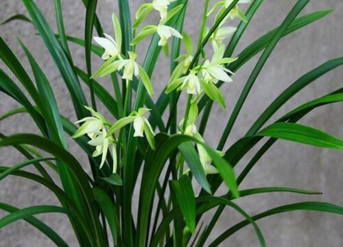 春季如何给兰花促芽