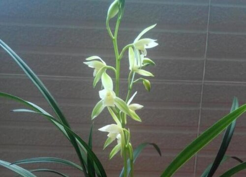 春季如何给兰花促芽