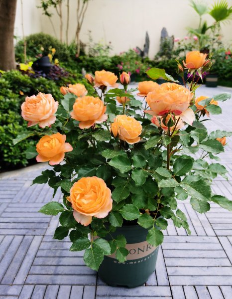 浪漫宝贝月季的优缺点