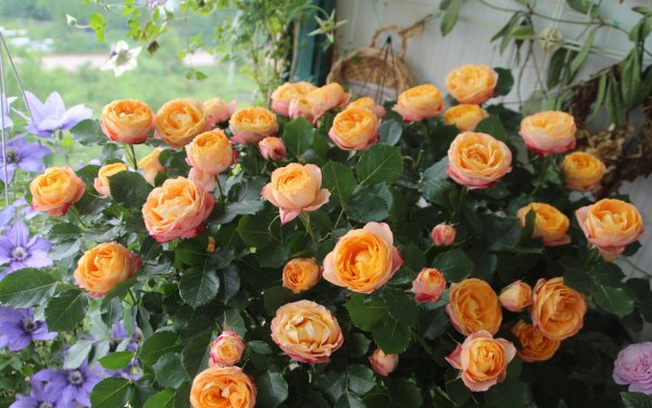 浪漫宝贝月季的优缺点